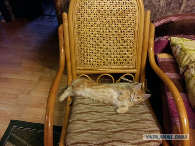 Новогодний котовторник,05.01.16.