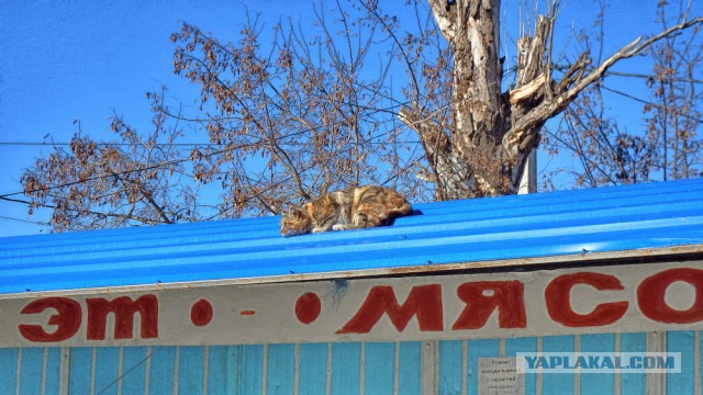 Такой вот котовторник