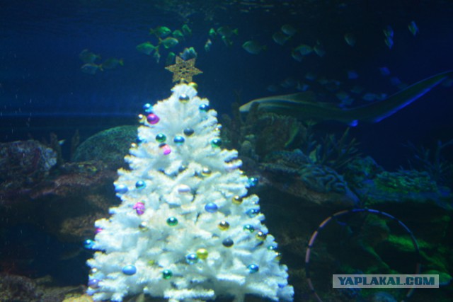 Хочу в Питер!