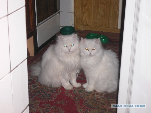 Котовторник 31.05.2016
