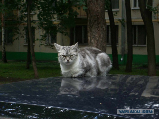 Котовторник 20.12.2016