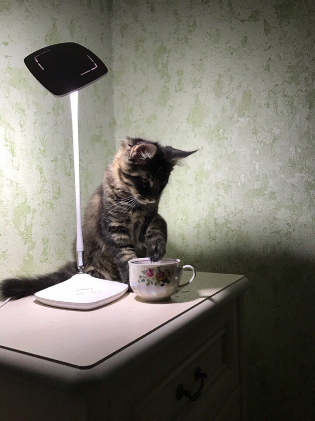 Котовторник 07.03.2017