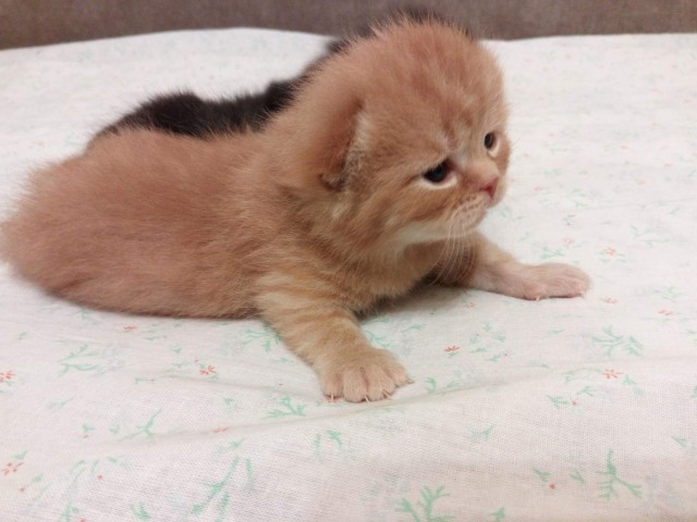Коты и Кошки