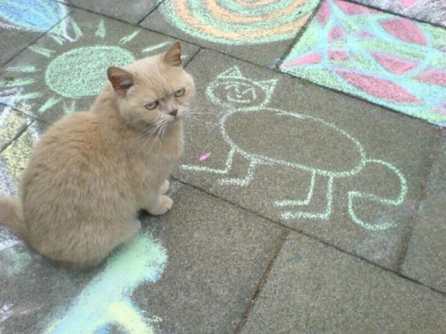 Коты и Кошки