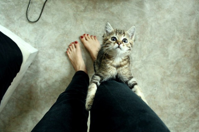 Коты и Кошки