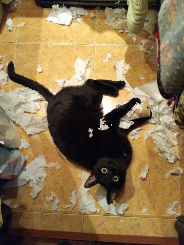 У моей кошки привычка потрошить все бумажное. А ваша кошка так делает?