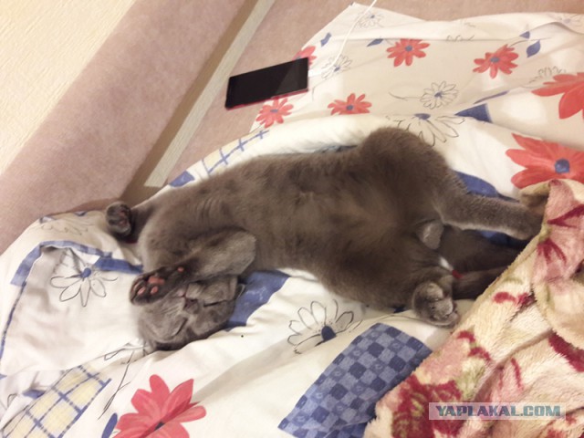 Котовторник 28.11.2017