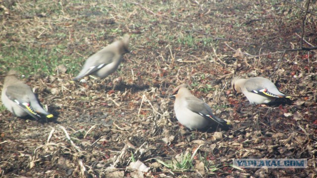 Просто Природа