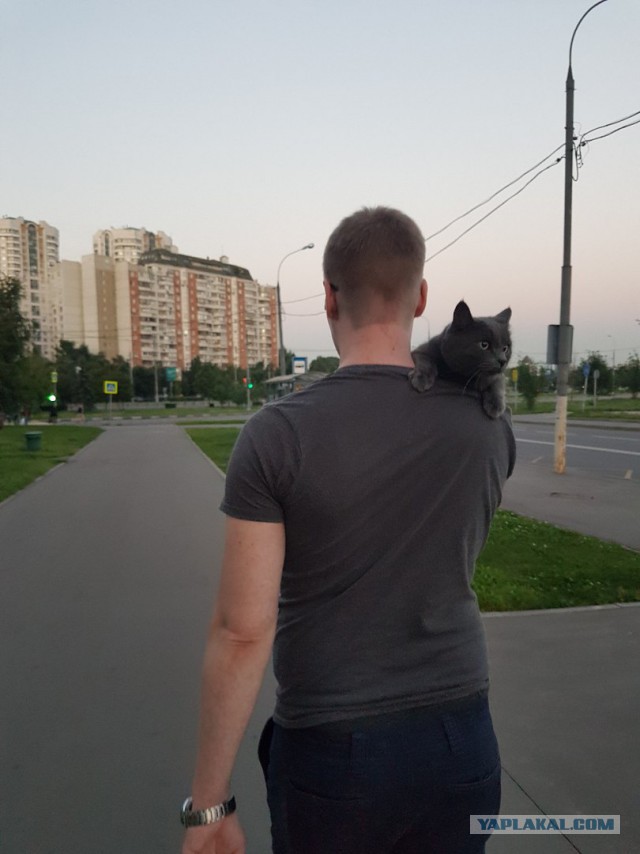 Котовторник ждали? А вот и он!