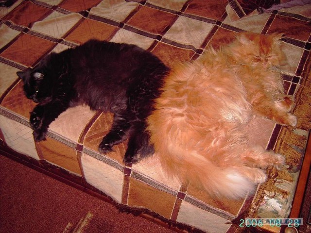 Котовторник на ЯПлакалъ
