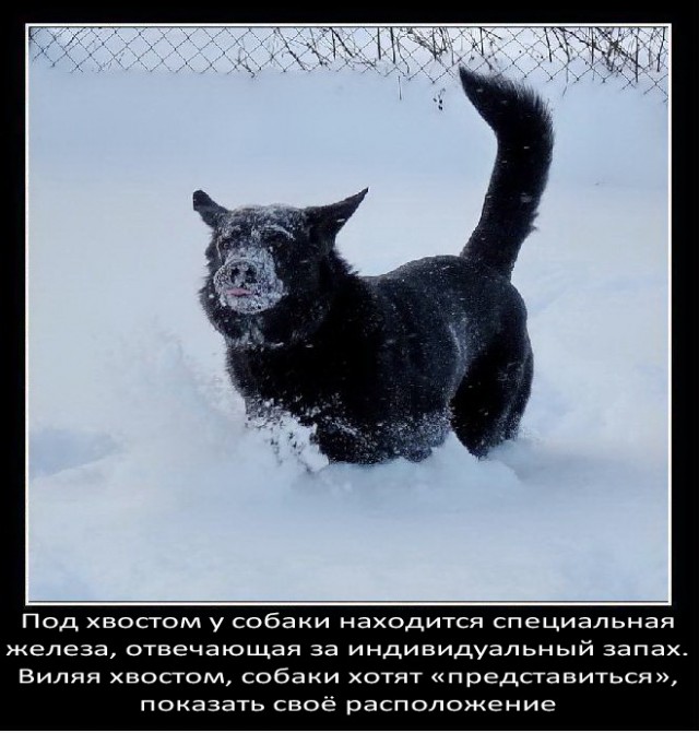 Немного о собаках