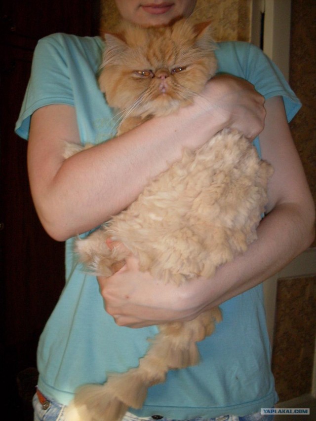 Котовторник!