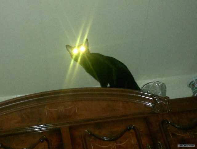 Котовторник! 08.11.11