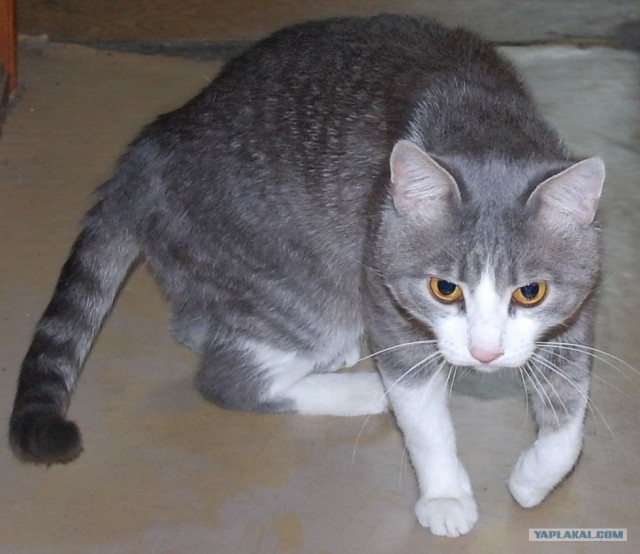 Ну и где ваш котовторник?