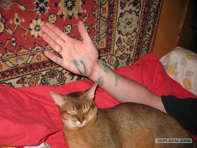 Котовторник 20.03.2012