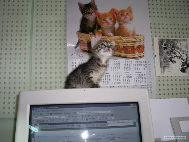 Котовторник 1 мая 2012