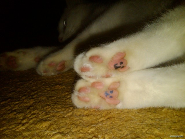 Котовторник  12. 06. 2012