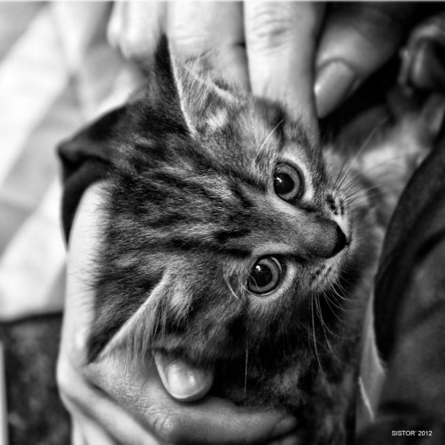 Котовторник на 26.06.12