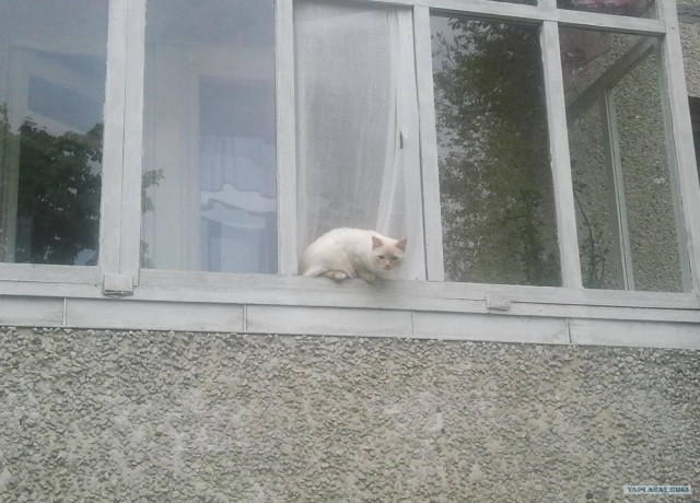 Котовторник 10. 07. 2012