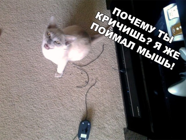 Забавные фото котеек