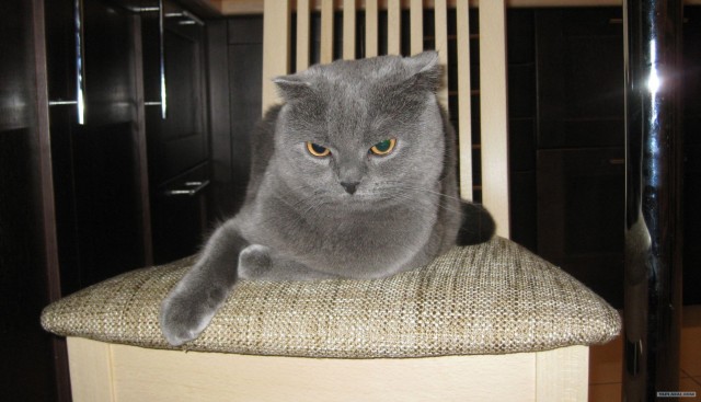 Котовторник  16.10.12