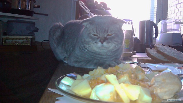 Котовторник 30.10.2012