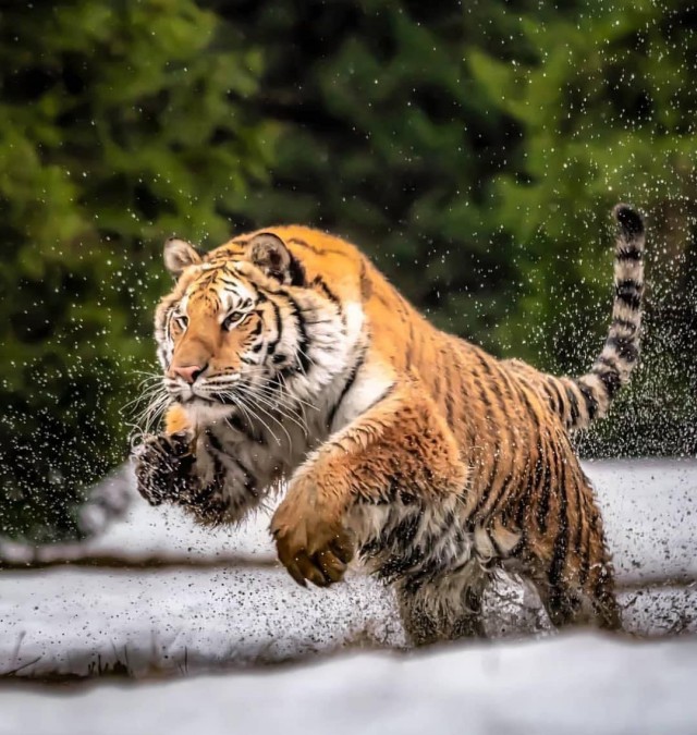 Дикий котовторник
