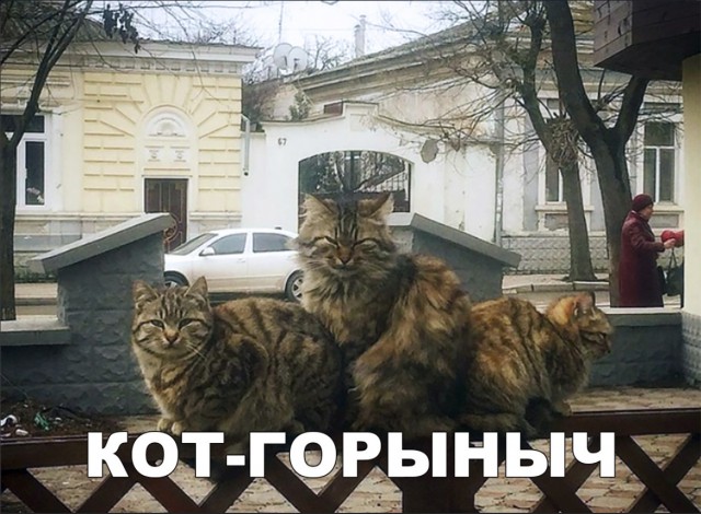 Забавные фото котеек