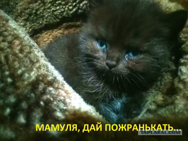 Мой домашний питомец
