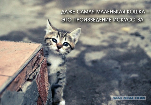 Пожалуйста, не бросайте животных