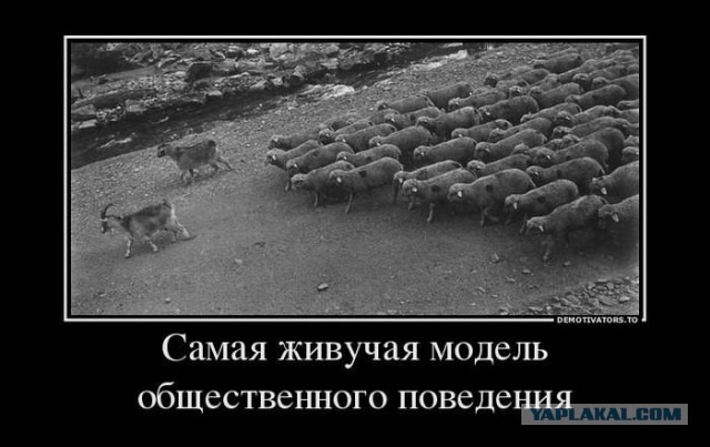 Задержание 13-летней девочки и ее 7-летнего братика