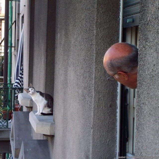 Смешные коты 25.08.20