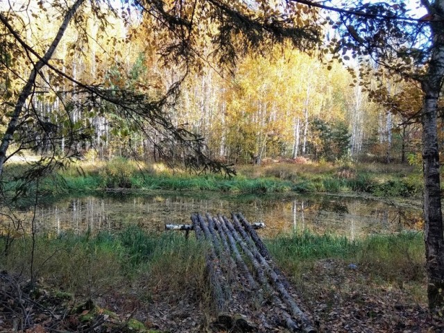 Грибы. Закрытие сезона