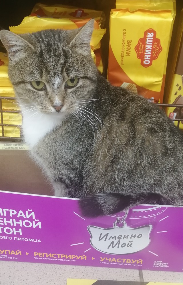 Котовторник 20.10.20