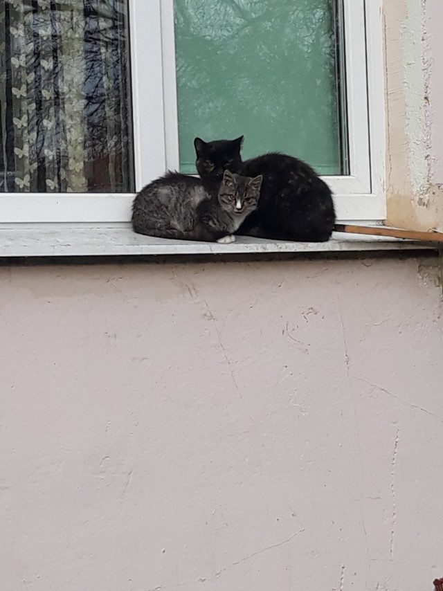 Подборка забавной живности