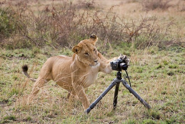 Пост шедевральной милоты: как любопытные животные мешают фотографам