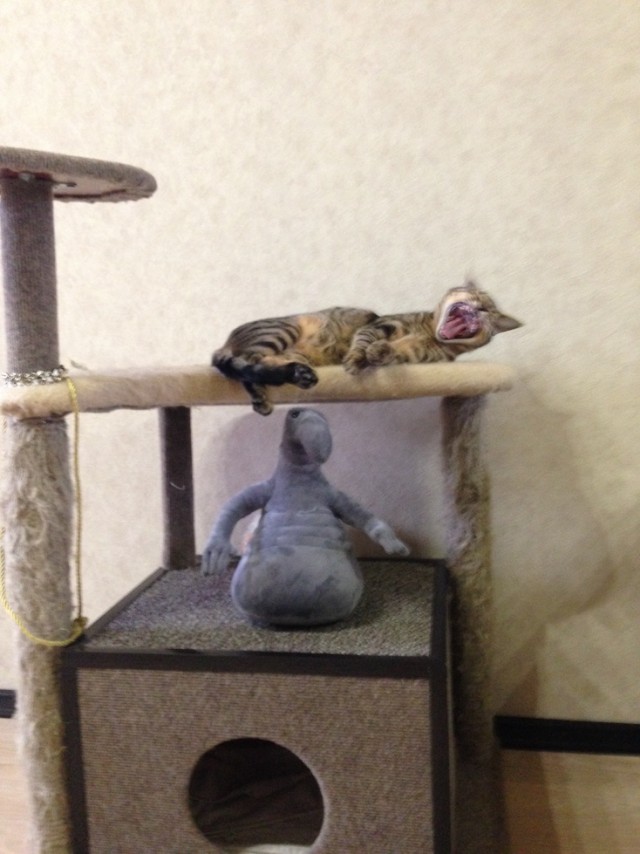 Домик для котейки