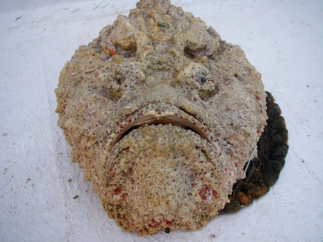 Рыба-камень: Кошмар геолога или курортная мина. Вроде обычный булыжник лежит и вот, — ты уже в больнице