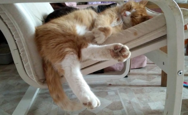 С котовторником!