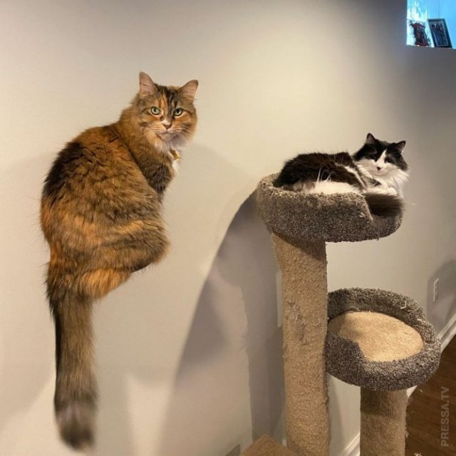 Которник