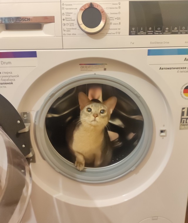 А котовторник уже начался?