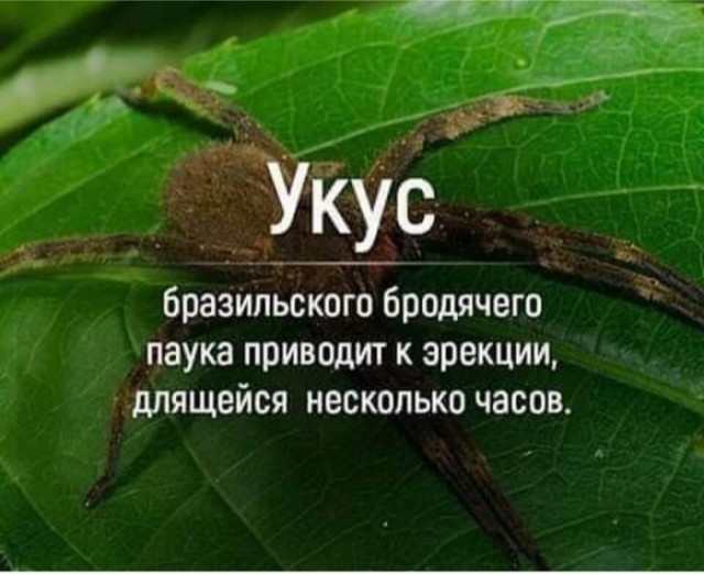 ЯП Образовательный: Улучшаем эрекцию