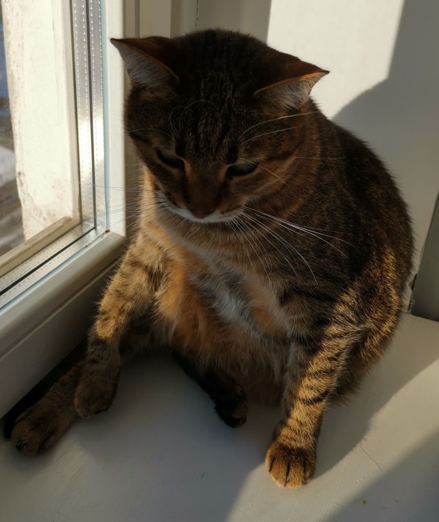 Котовторник 11.01.22