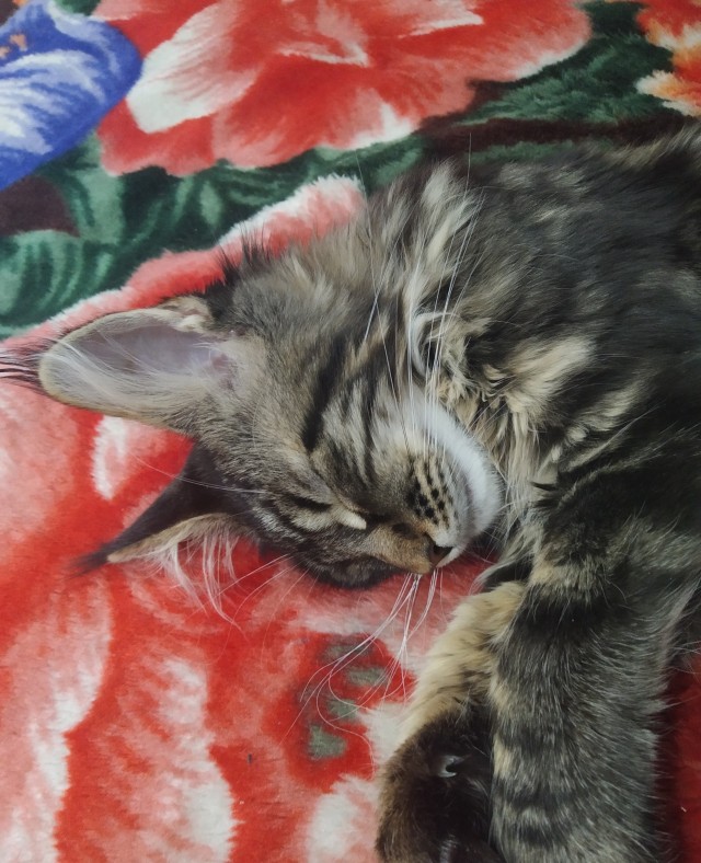 Кошка