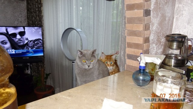 С праздником и котофторником!