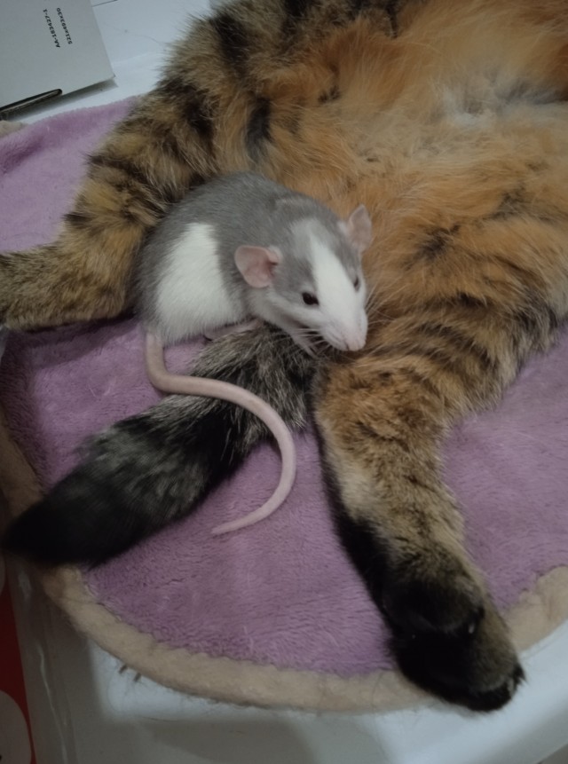 Иногда коту просто нужно давать леща