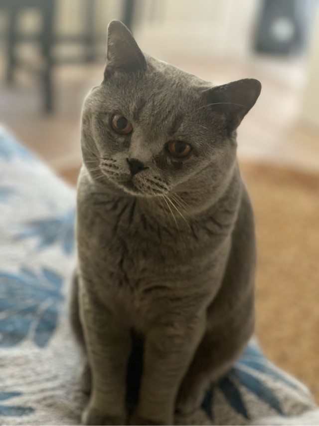 Начну котовторник чуть раньше!