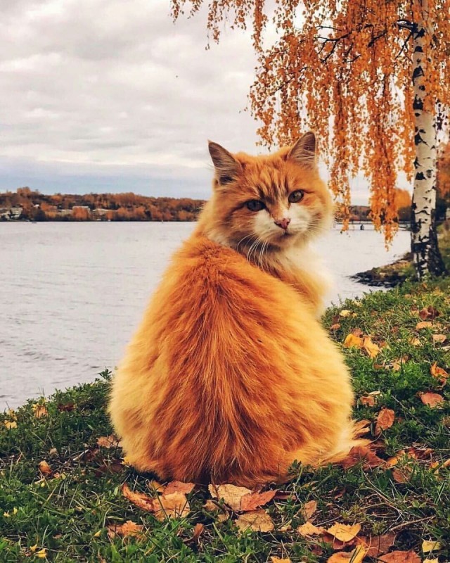Картинка со звуком
