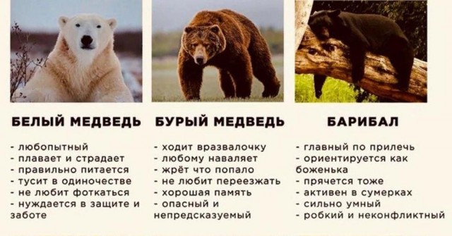 Пещерный медведь: Гигант на 30% больше современных косолапых. Почему он так любил пещеры, и кто ему мог угрожать?