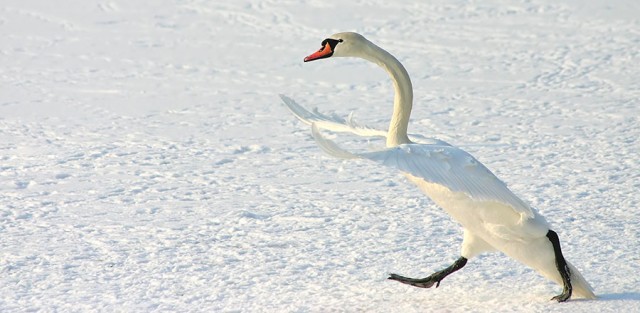 Финалисты ежегодной премии Comedy Wildlife Photography Awards